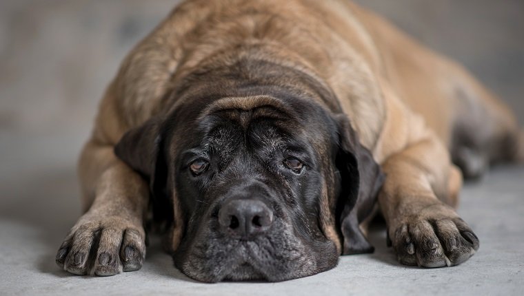 Diabetische Ketoazidose bei Hunden Symptome, Ursachen und Behandlungen