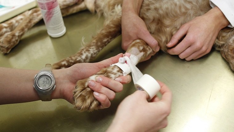 MÜNCHEN, DEUTSCHLAND - 23. FEBRUAR: Hohlnadel in einem Hundebein für intravenöse Injektion am 23. Februar 2011 in München, Deutschland. (Foto von Agency-Animal-Picture / Getty Images)