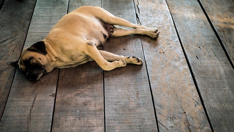 Diabetische Ketoazidose bei Hunden Symptome, Ursachen und Behandlungen