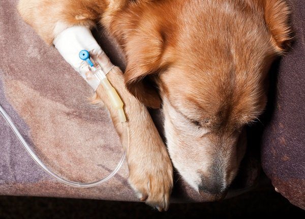 dog lying on bed with cannula in vein taking infusion