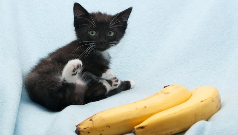 Kätzchen und Bananen