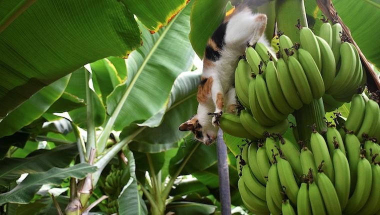 Katze im Bananenbaum