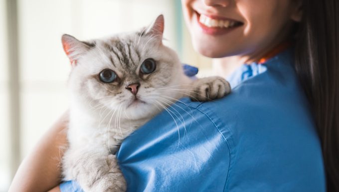 Tierarzt mit Katze in den Armen