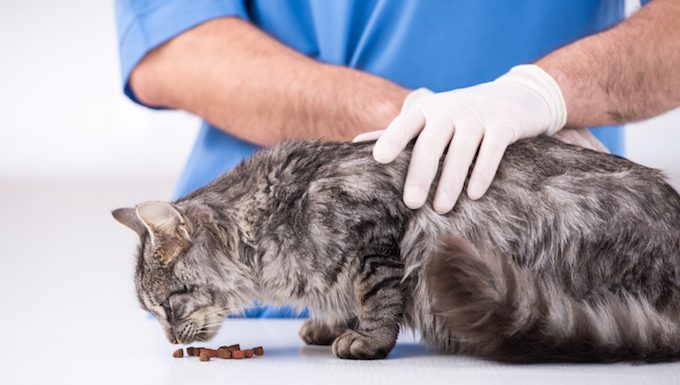 Tierarzt mit Katze frisst Leckereien