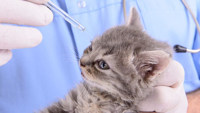 Katze bekommt Augentropfen vom Tierarzt