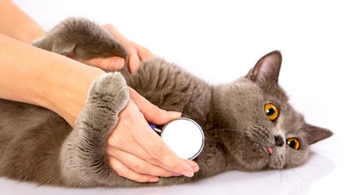 Katze mit Tierarztstethoskop