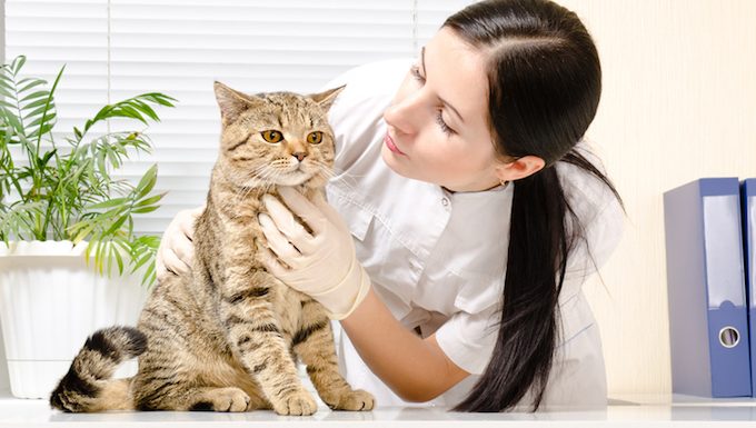 Tierarzt überprüft Katze