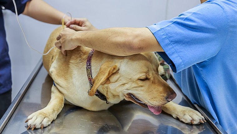 Tierarzt Untersucht und gibt einem kranken Labrador-Hund eine Infusion.