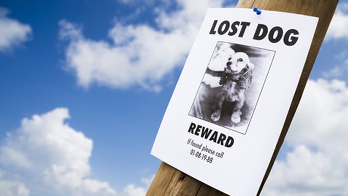 verlorenes Hundeplakat