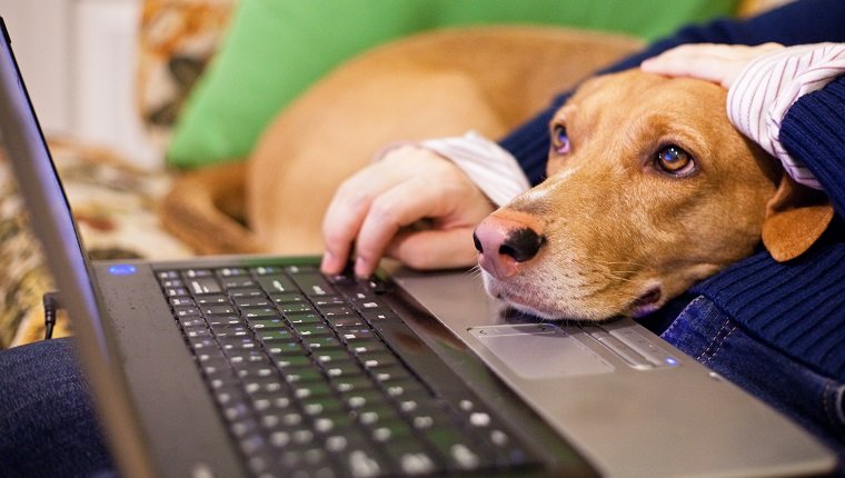 Peron benutzt Laptop und Hundekopf auf dem Laptop und beobachtet aufmerksam den Bildschirm.