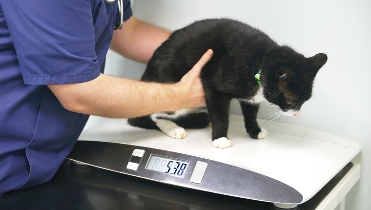 Tierarztpraxis, Überprüfung des Gewichts der übergewichtigen Katze