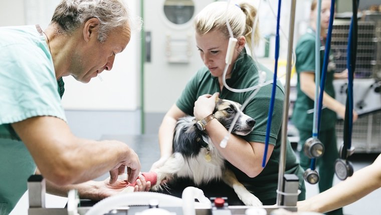 Ein Tierarzt, der einem Hund vor der Operation in einem Veterinärkrankenhaus ein Anästhetikum verabreicht