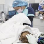 Veterinarian examining sedated dog who may have abscesses