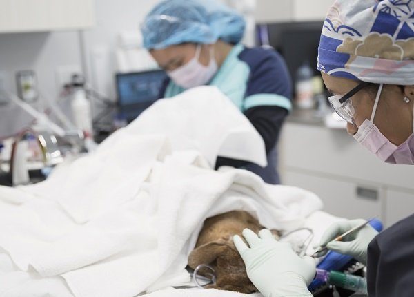 Veterinarian examining sedated dog who may have abscesses