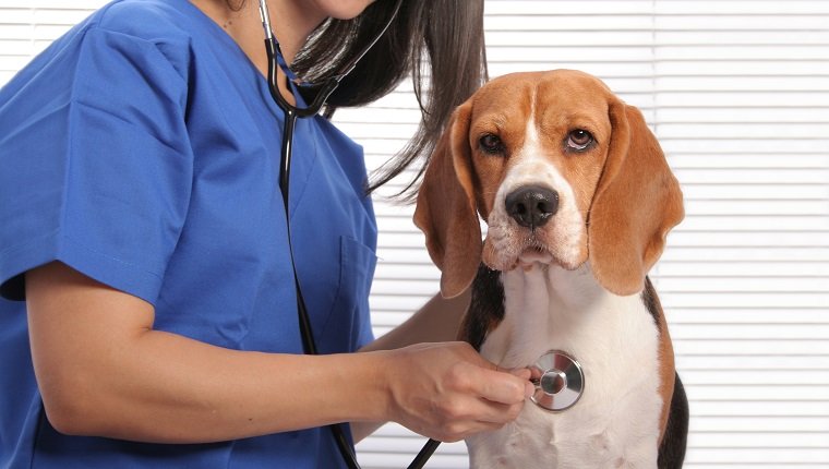 Netter Beagle-Hund, der eine Prüfung im Büro des Tierarztes erhält. Der Fokus liegt auf dem Hund. Einige andere verwandte Bilder:
