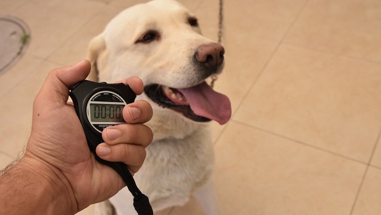 Normale Herzfrequenz, Körpertemperatur und Atmung für Hunde Haustiere