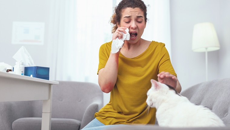 Pelz Ärger. Junge kranke Hausfrau, die Nasentropfen verwendet, während sie an der Katzenfellallergie leidet