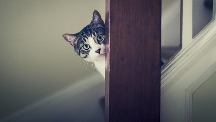 Tabby Kätzchen auf der Treppe