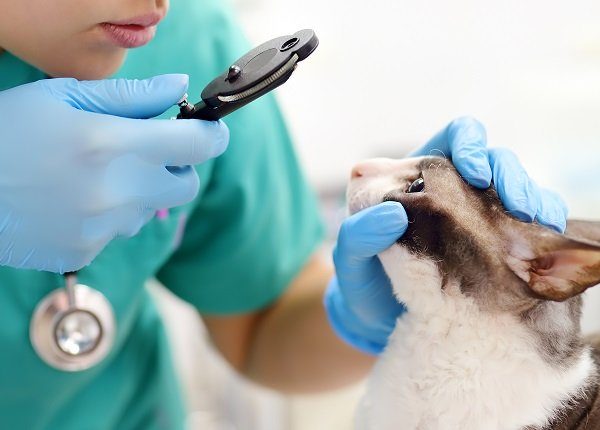 Veterinary doctor checks a Cornish Rex cat for swollen eyes in a veterinary clinic