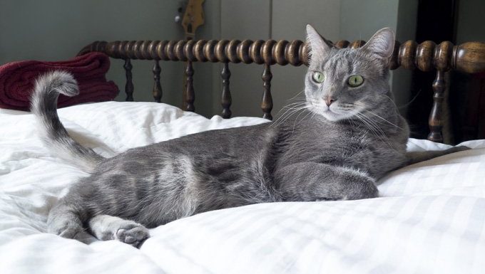 Katze auf dem Bett mit zuckendem Schwanz