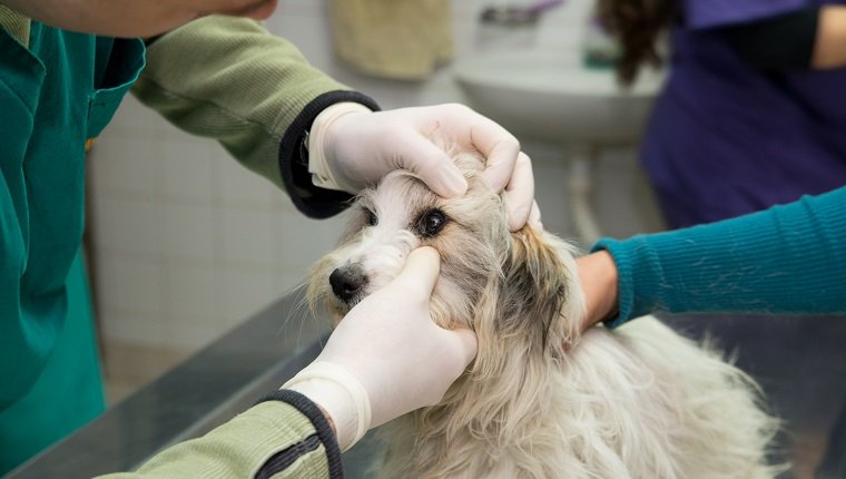 Tierarzt, der einen Hund aus einem Tierheim untersucht. Augenuntersuchung