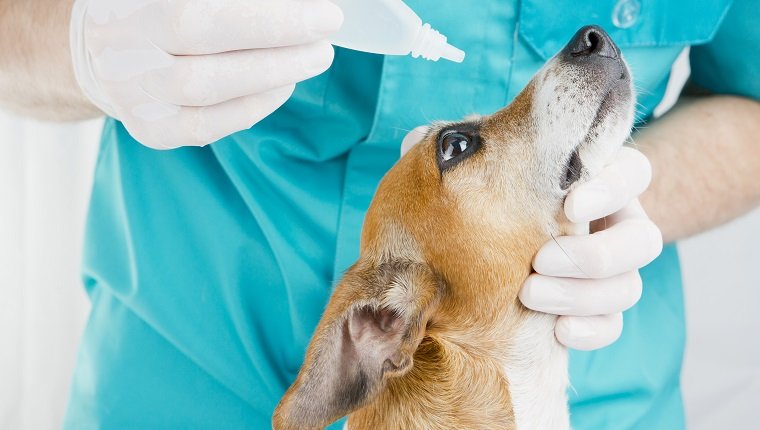 Jack Russell Terrier beim Tierarzt behandelt das Auge