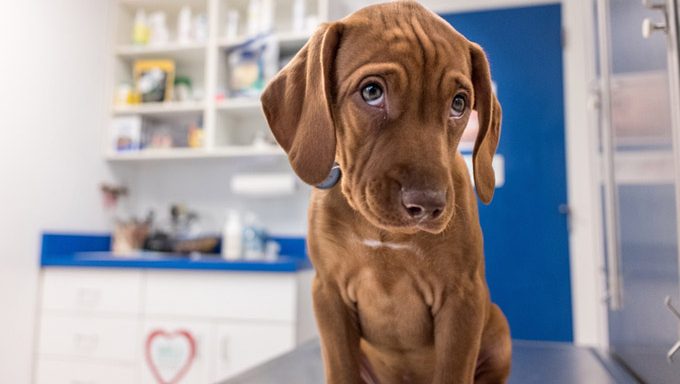 Hund aß Topf - Welpe beim Tierarzt