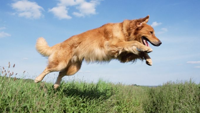 Hund springt über Gras mit Gartenchemikalien