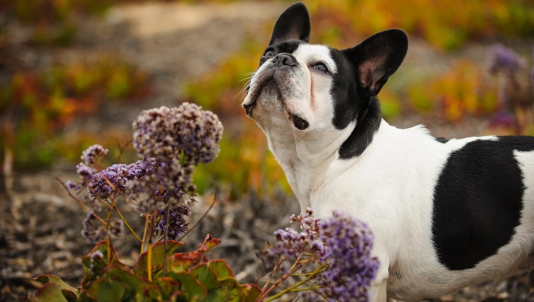 Hund schnüffelt Blumen