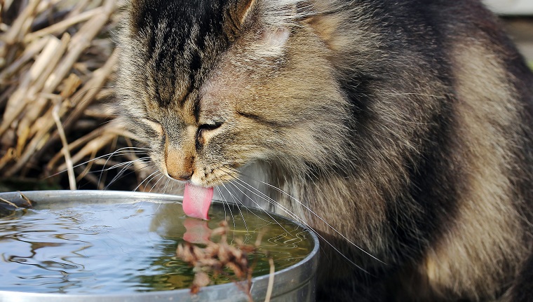 Trinkwasser einer norwegischen Waldkatze aus einer Schüssel. Eine Katze trinkt Wasser
