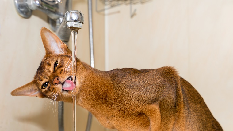 Abessinierkatze trinkt Wasser aus dem Wasserhahn