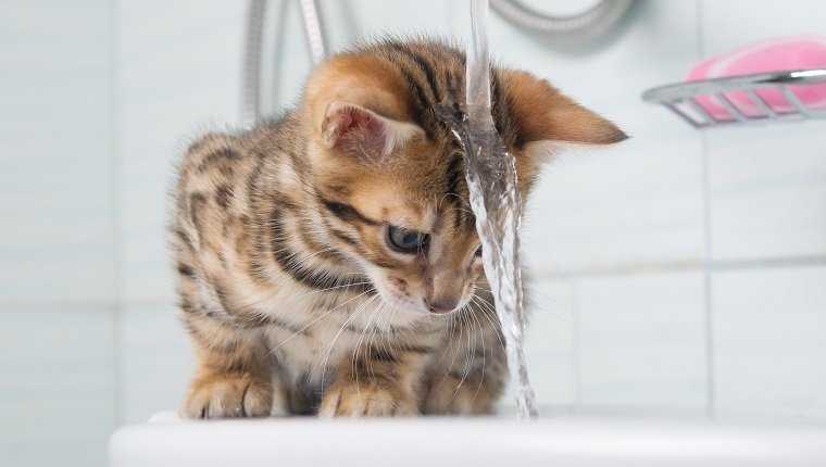kleines Kätzchen, erste Bekanntschaft mit Wasser und Haare waschen