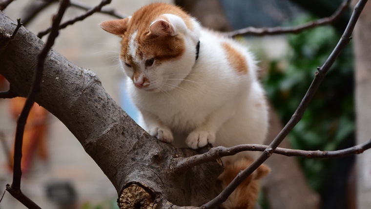 Eine türkische Van-Katze auf einem Baum n Venedig, Italien