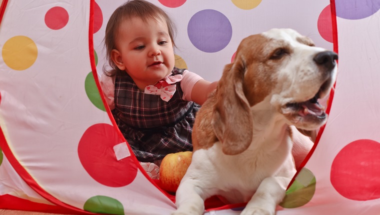 Das kleine Mädchen spielt mit einem Hund