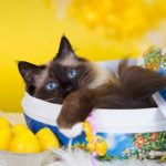 25 Katzen und Kätzchen, die bereit für Ostern sind [PICTURES]