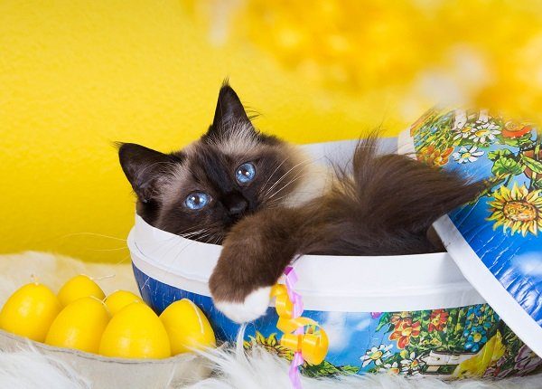 25 Katzen und Kätzchen, die bereit für Ostern sind [PICTURES]