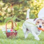 25 Osterhunde- und Welpenbilder zum Lächeln bringen