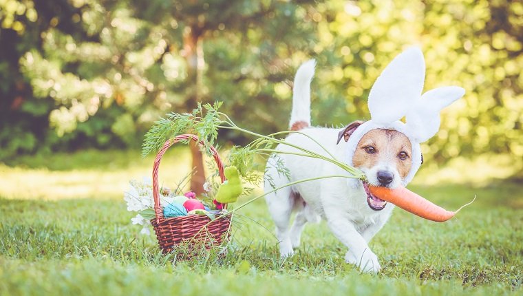 25 Osterhunde- und Welpenbilder zum Lächeln bringen