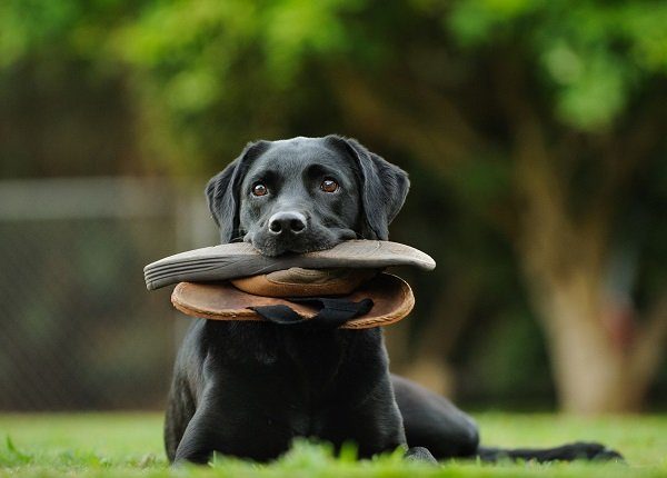 Dürfen Hunde Katzenminze essen? Ist Katzenminze sicher für Hunde