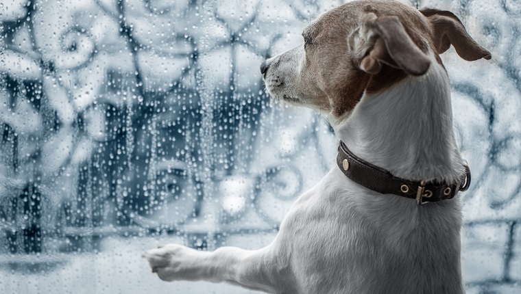 Jack Russell Hund am Fenster beobachtet den schlechten und kalten Regen und das regnerische Wetter, das traurig aussieht