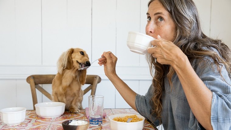 Woman feeding her dog breakfast from the table like a baby