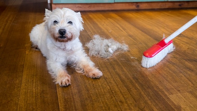 Dog moulting and shedding hair: broom sweeping fur from west highland white terrier indoors, with copy space