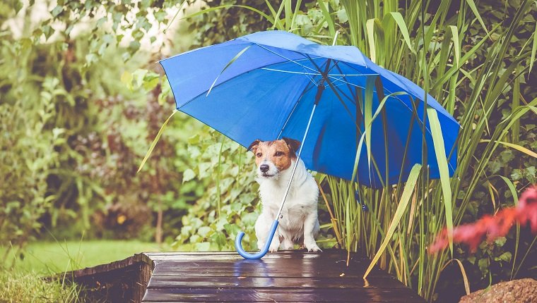 Jack Russell Terrier during rain outdoor