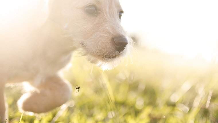 6 Zeichen Ihr Hund könnte Herzwurm haben Haustiere Welt