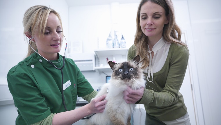 Tierarzt untersucht Katze im tierärztlichen Sprechzimmer mit Katzenbesitzer