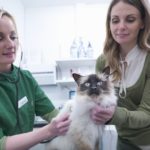 Vet examining cat in veterinary consulting room with cat