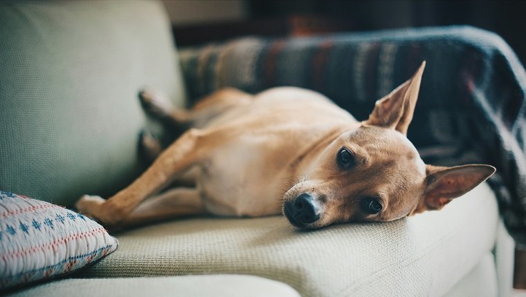 Porträt des auf dem Sofa liegenden Hundes, der möglicherweise an der Addison-Krankheit leidet