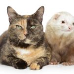 Cat and ferret together