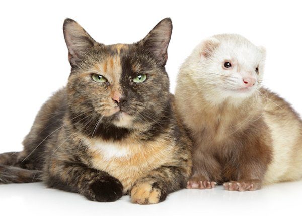 Cat and ferret together