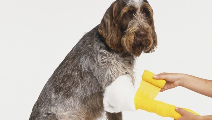 Hund bekommt Gaze, um Blutungen zu kontrollieren